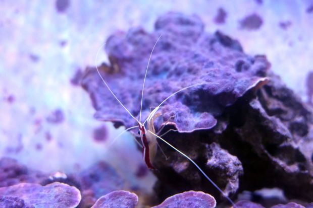 A shrimp eats algae off coral.