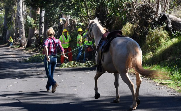 A woman evacuates her horse past a Maui County crew working to clear Olinda Road of wind-blown debris in the fire-threatened area of Kula, Hawaii, on Tuesday, Aug. 8, 2023. Several Hawaii communities were forced to evacuate from wildfires that destroyed at least two homes as of Tuesday as a dry season mixed with strong wind gusts made for dangerous fire conditions. (Matthew Thayer/The Maui News via AP)
