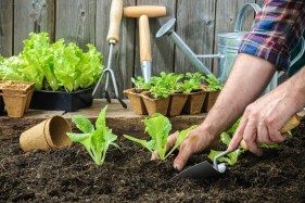 Joshua Siskin writes about gardening each week.