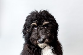 Black shaggy dog with white eyebrows stares into camera