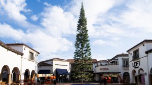 The 100-foot tree will be decorated with more than 18,000 multicolored lights and 10,000 bows and ornaments.