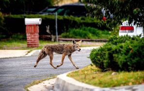 If you run into a coyote while walking your dog, stay calm and avoid running -- that might make it chase you.
