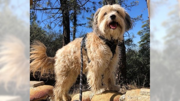 There are great options for hiking with your pooch. Here’s a primer on getting the most out of your excursions.