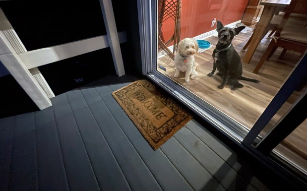Keeping pets inside at night and keeping doors and windows closed and locked when your home is unoccupied will deter coyotes from coming into your yard. (Photo by Mark Rightmire, Orange County Register/SCNG)